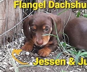 Dachshund Puppy for sale in CUTLER BAY, FL, USA
