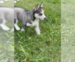 Small Photo #4 Siberian Husky Puppy For Sale in BRKN ARW, OK, USA