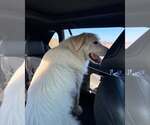 Small #4 Great Pyrenees