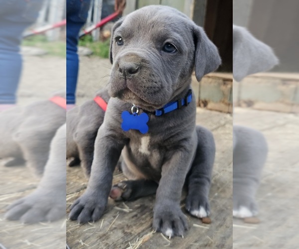 Medium Photo #1 Cane Corso Puppy For Sale in BIRMINGHAM, AL, USA