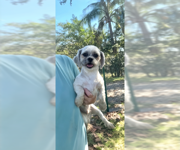 Medium Photo #11 Shih Tzu Puppy For Sale in Weston, FL, USA