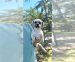 Small #10 Shih Tzu
