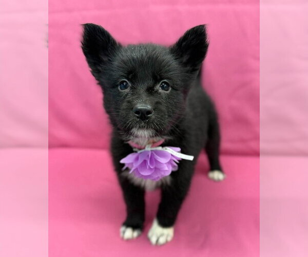 Medium Photo #1 Gerberian Shepsky Puppy For Sale in Lakewood, CO, USA
