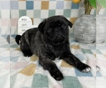 Small #1 Pug