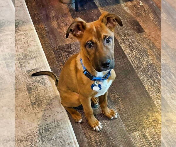 Medium Photo #1 Mutt Puppy For Sale in Minneapolis, MN, USA