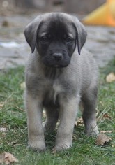 Mastiff Puppy for sale in CADILLAC, MI, USA
