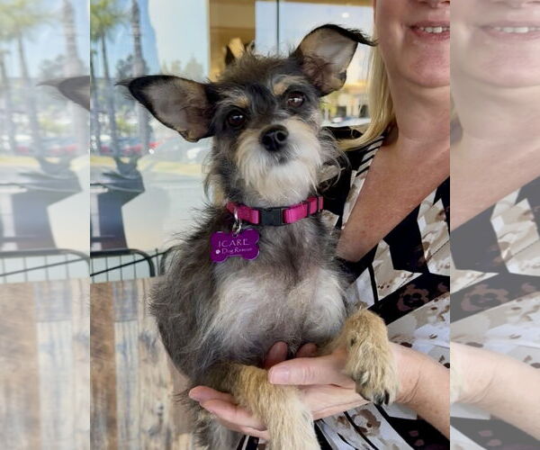 Medium Photo #4 Mutt Puppy For Sale in Corona, CA, USA