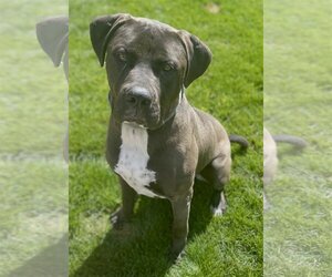 Mastiff-Unknown Mix Dogs for adoption in San Diego, CA, USA
