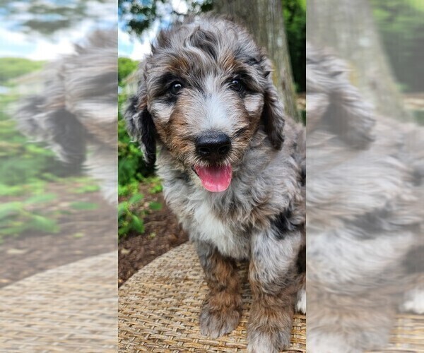Medium Photo #4 Aussiedoodle Puppy For Sale in COLUMBIA, TN, USA