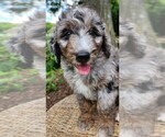 Small #3 Aussiedoodle