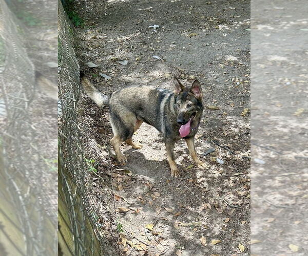 Medium Photo #4 German Shepherd Dog-Unknown Mix Puppy For Sale in Brewster, NY, USA