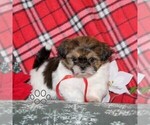 Small #4 Shih Tzu