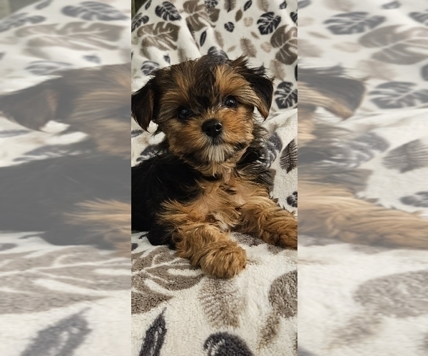 Medium Photo #9 Yorkshire Terrier Puppy For Sale in SALEM, OR, USA