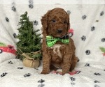 Small Photo #6 Goldendoodle-Poodle (Miniature) Mix Puppy For Sale in CEDAR LANE, PA, USA
