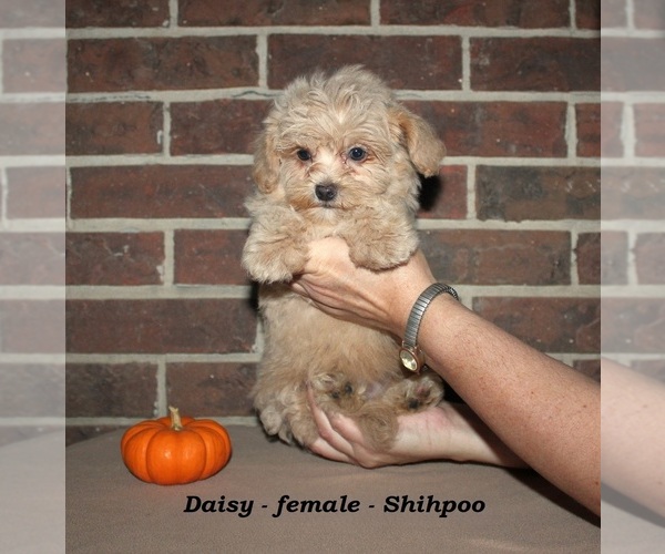Medium Photo #3 ShihPoo Puppy For Sale in CLARKRANGE, TN, USA