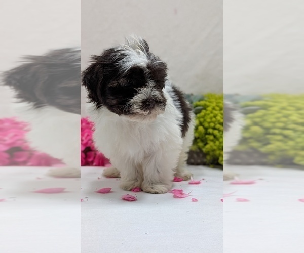 Medium Photo #16 Havanese Puppy For Sale in GOSHEN, IN, USA