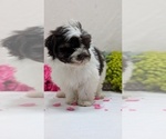 Small #15 Havanese
