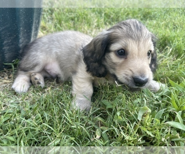 Medium Photo #16 Dachshund Puppy For Sale in SAVANNAH, TX, USA
