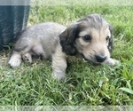 Small Photo #16 Dachshund Puppy For Sale in SAVANNAH, TX, USA