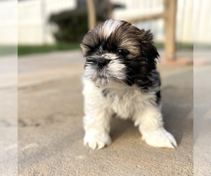 Shih Tzu Puppy for sale in CHARLOTTE, NC, USA