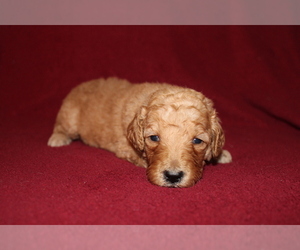 Goldendoodle (Miniature) Puppy for sale in BLMGTN, IN, USA