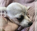 Small Photo #5 ShiChi Puppy For Sale in Wakefield, RI, USA
