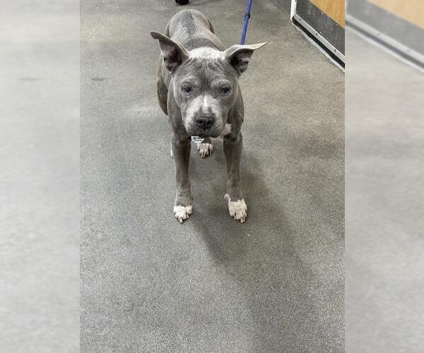 Medium Photo #1 Mutt Puppy For Sale in Forestville, MD, USA