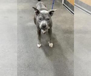 Mutt Dogs for adoption in Forestville, MD, USA