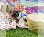 Small #7 Yorkshire Terrier