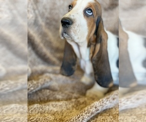 Basset Hound Puppy for sale in MENIFEE, CA, USA