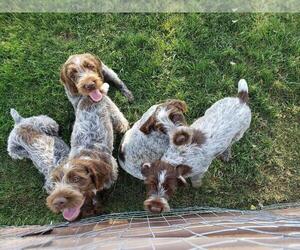 Wirehaired Pointing Griffon Puppy for sale in BILLINGS, MT, USA