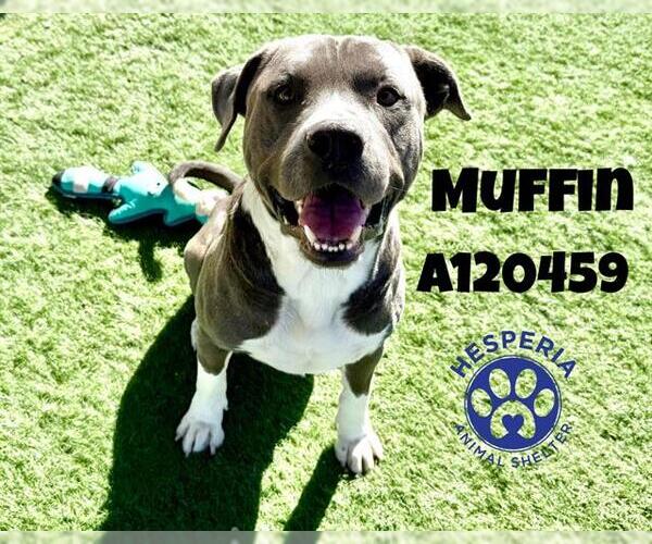 Medium Photo #2 American Pit Bull Terrier Puppy For Sale in HESPERIA, CA, USA