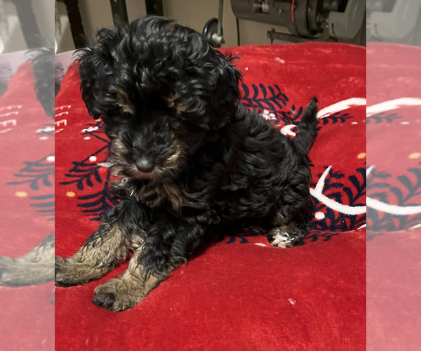 Medium Photo #2 Aussiedoodle Miniature  Puppy For Sale in RED OAK, TX, USA