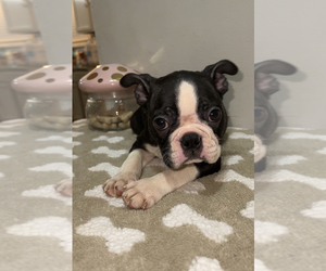 Boston Terrier Dog for Adoption in BEECH GROVE, Indiana USA