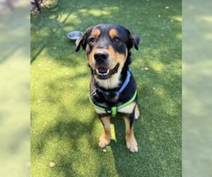 Rottweiler Dogs for adoption in Salinas, CA, USA