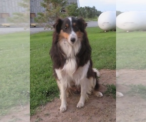 Mother of the Shetland Sheepdog puppies born on 06/02/2025