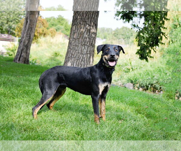Medium Photo #3 Rottweiler-Unknown Mix Puppy For Sale in Sandy, UT, USA