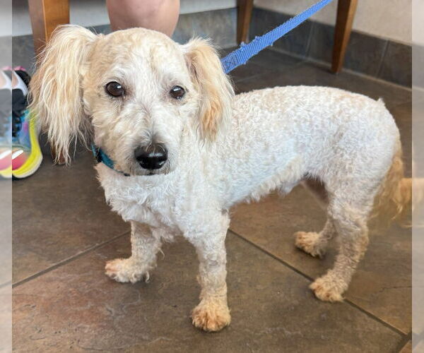 Medium Photo #5 Poodle (Miniature)-Unknown Mix Puppy For Sale in Greenbelt, MD, USA