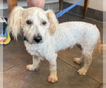 Small #4 Poodle (Miniature) Mix