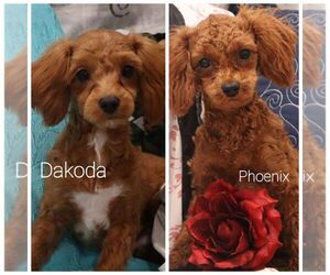 Cavapoo Puppy for Sale in THORP, Wisconsin USA