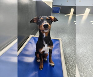 Blair Adoption Pending! - Female Doberman Pinscher-Unknown Mix Dog for Adoption - Photo #7