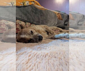 Mutt Dogs for adoption in FAIRLAWN, OH, USA