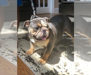 English Bulldog Puppy for sale in DOUGLASVILLE, GA, USA