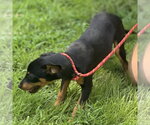 Small #3 Miniature Pinscher