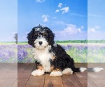 Puppy 3 Miniature Bernedoodle