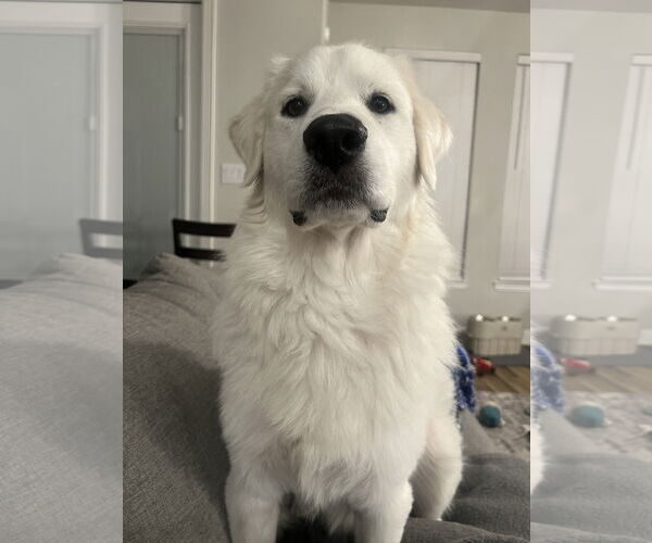 Medium Photo #9 Great Pyrenees Puppy For Sale in Dallas, TX, USA