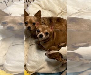 Boston Huahua Dogs for adoption in Texarkana, TX, USA