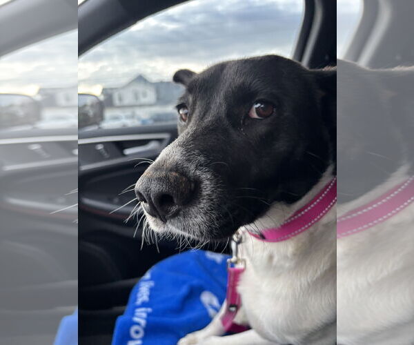 Medium Photo #8 Mutt Puppy For Sale in Holly Springs, NC, USA