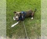Small #4 Mutt