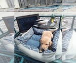 Small Photo #6 Labrador Retriever Puppy For Sale in RANDALL, MN, USA